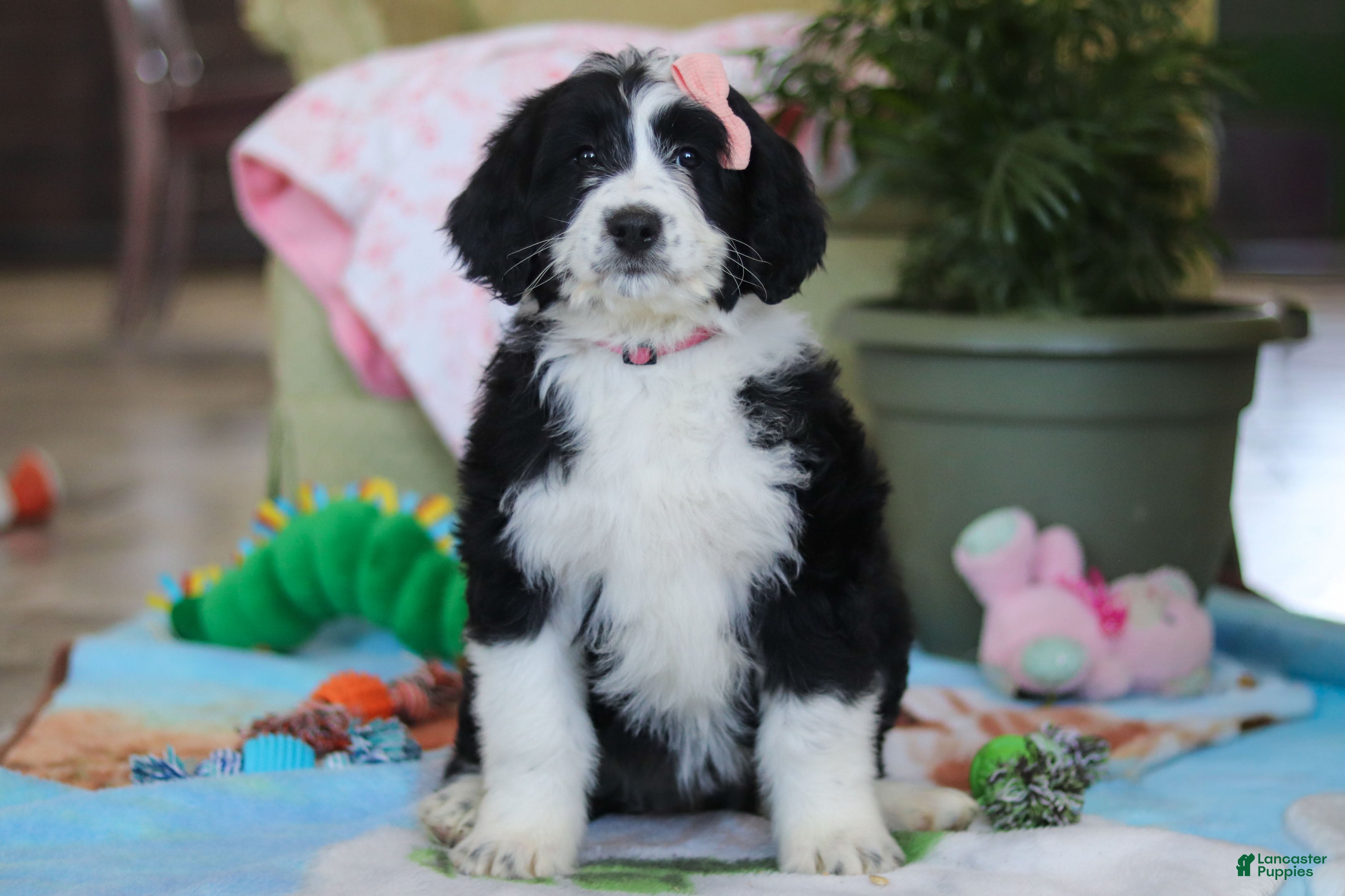 Bernedoodle dogs Ivy - Ad 35