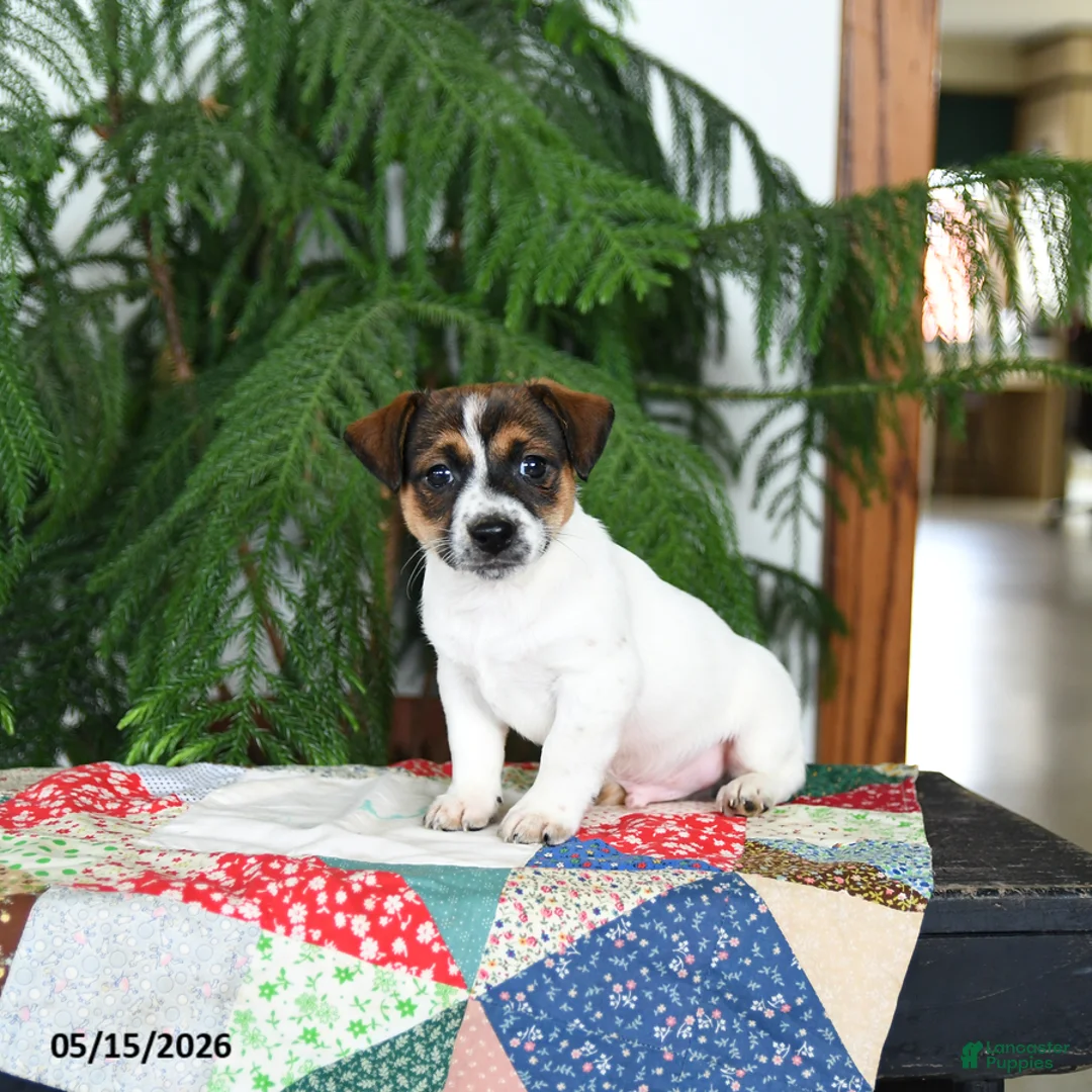 Jack Russell Terrier dogs for sale: Buster - Ad 2