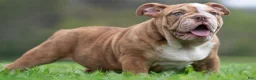 English Bulldog dogs for sale: Moose - Ad 4