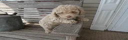 Toy Poodle dogs for sale: Toy Poodle Puppy 2 Sugar - Ad 3