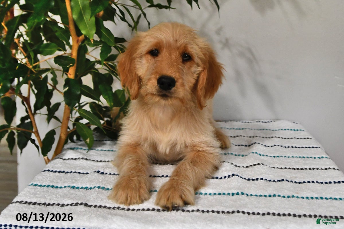 Goldendoodle dogs Caramel - Ad 1