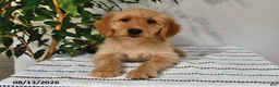 Goldendoodle dogs for sale: Caramel - Ad 1