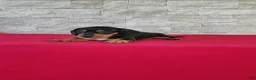 Miniature Dachshund dogs for sale: Bethany - Ad 7