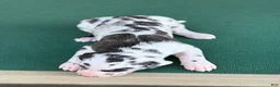 Great Dane dogs for sale: Harley  - Ad 8