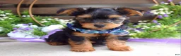 Yorkshire Terrier dogs for sale: Finn - Ad 3