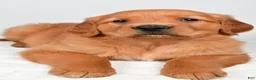Golden Retriever dogs for sale: Rose - Ad 5