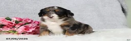 Mini Bernedoodle dogs for sale: Comet - Ad 7