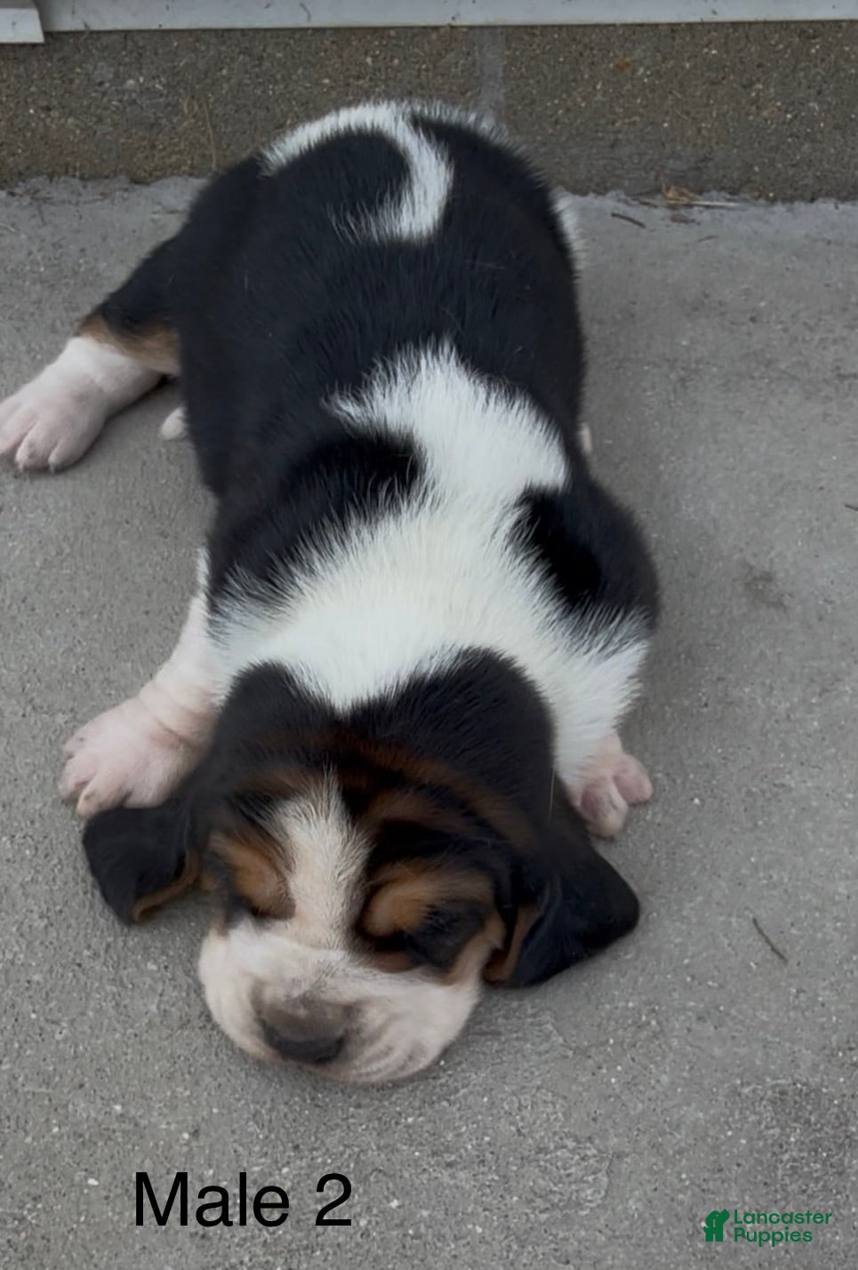 Basset Hound dogs Bruiser - Ad 36