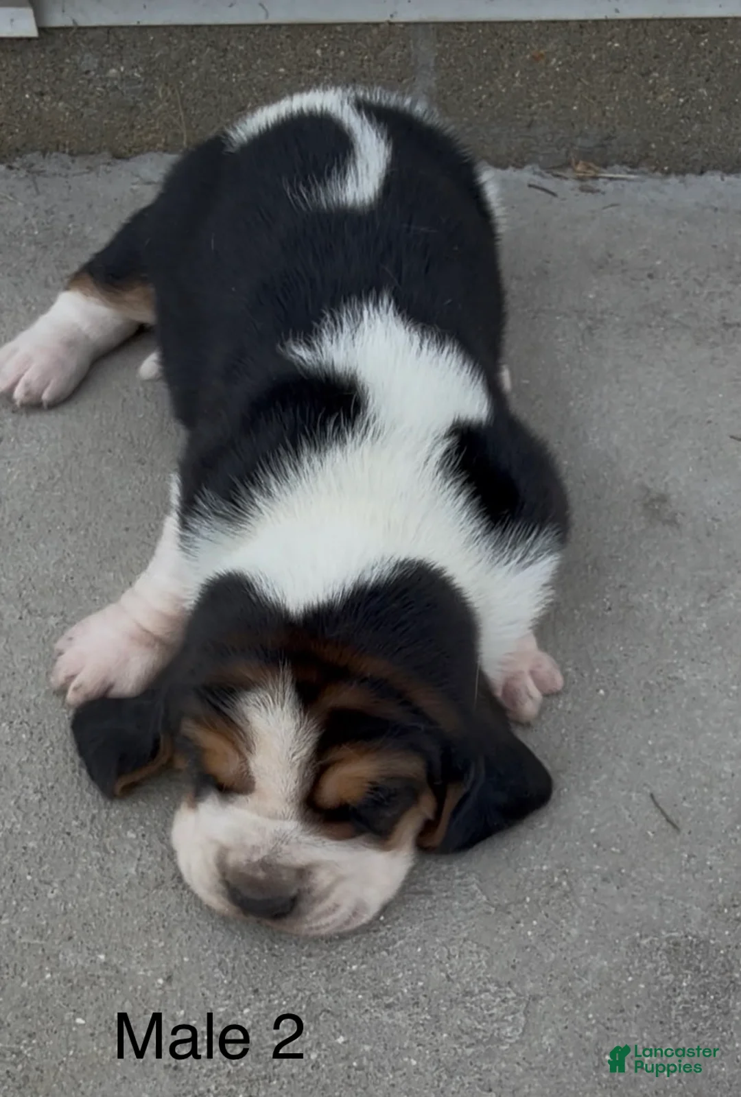 Basset Hound dogs for sale: Bruiser - Ad 1
