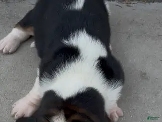Basset Hound dogs Bruiser - Ad 36
