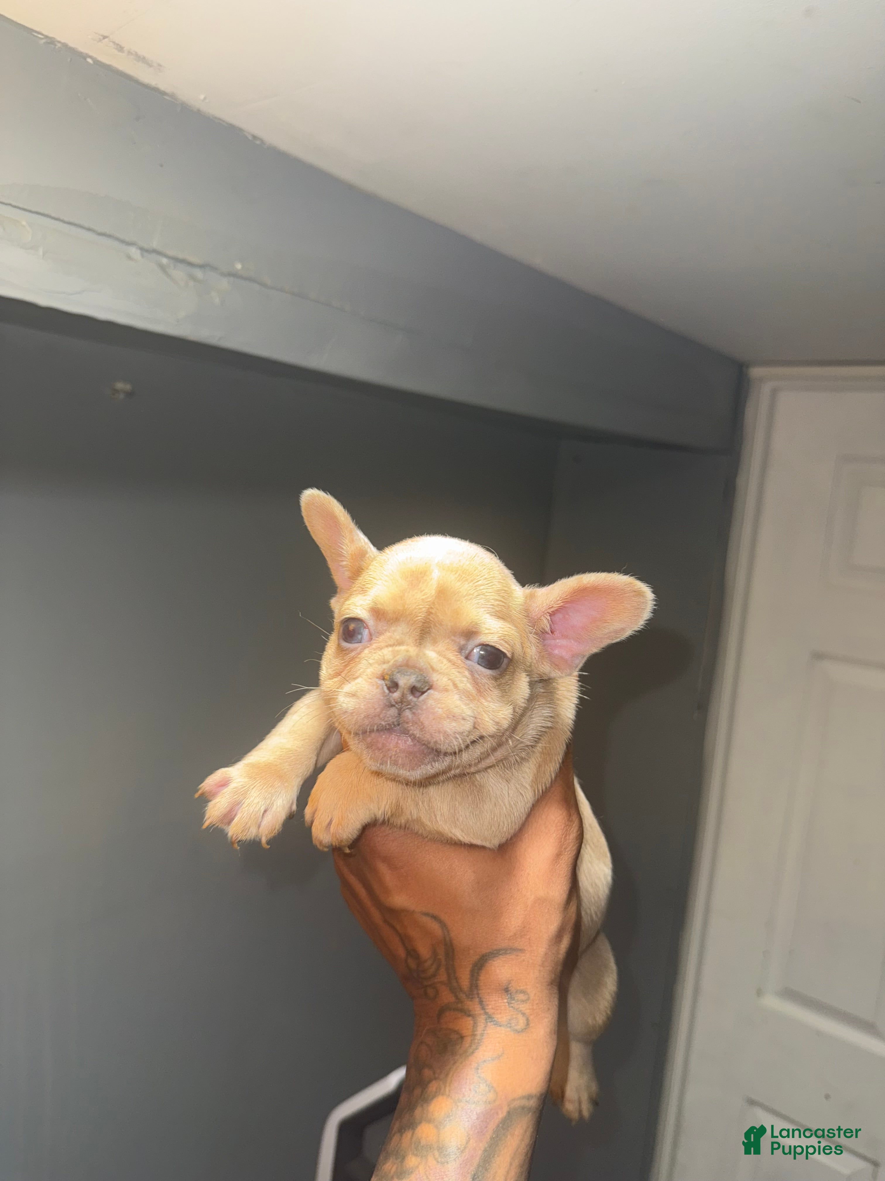 French Bulldog dogs French Bulldog Puppy 4 - Ad 2