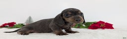 Miniature Dachshund dogs for sale: Xavier - Ad 6