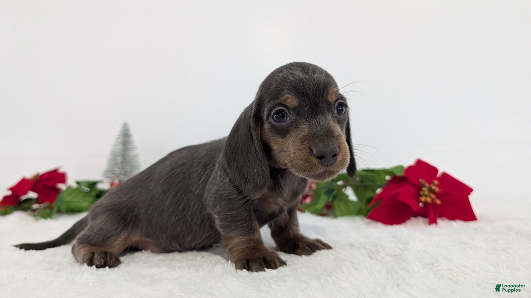 Miniature Dachshund dogs for sale: Xavier - Ad 6