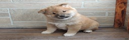 Shiba Inu dogs for sale: DAKOTA - Ad 1