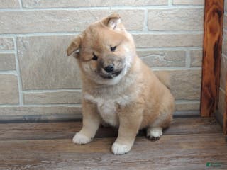 Shiba Inu dogs DAKOTA - Ad 12