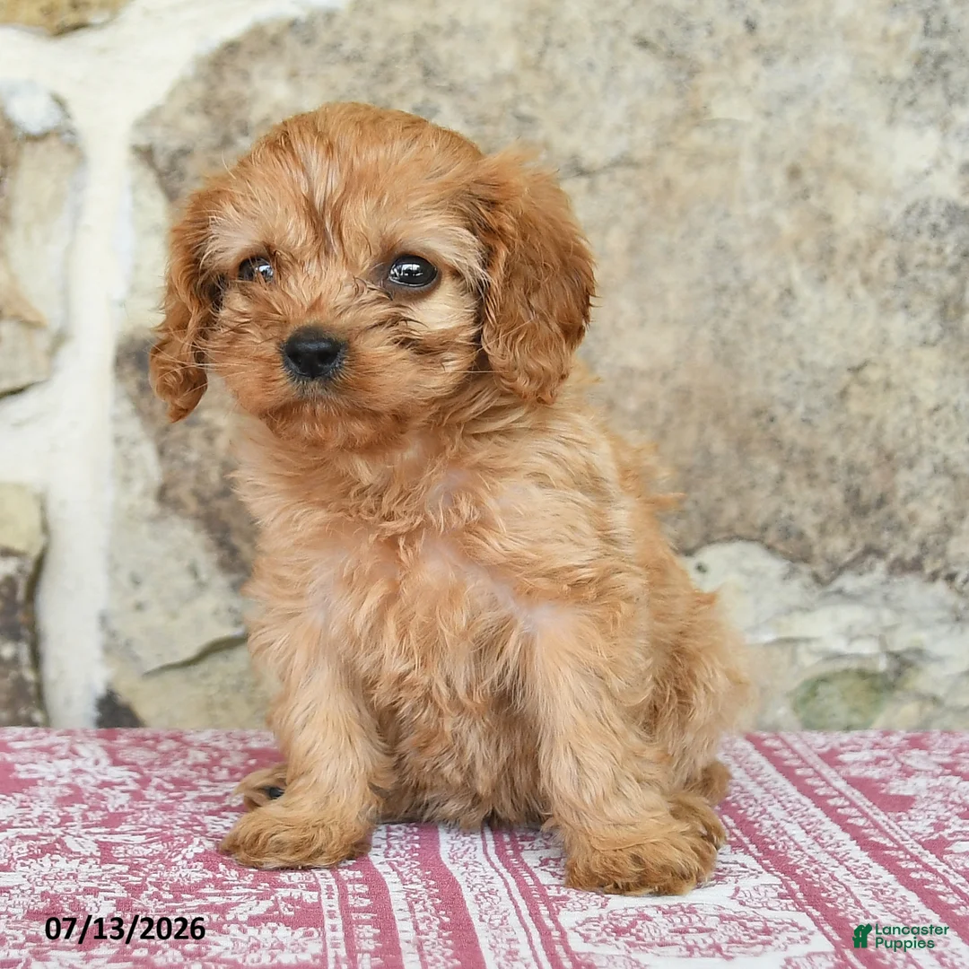 Cavapoo dogs for sale: Daffodil - Ad 2