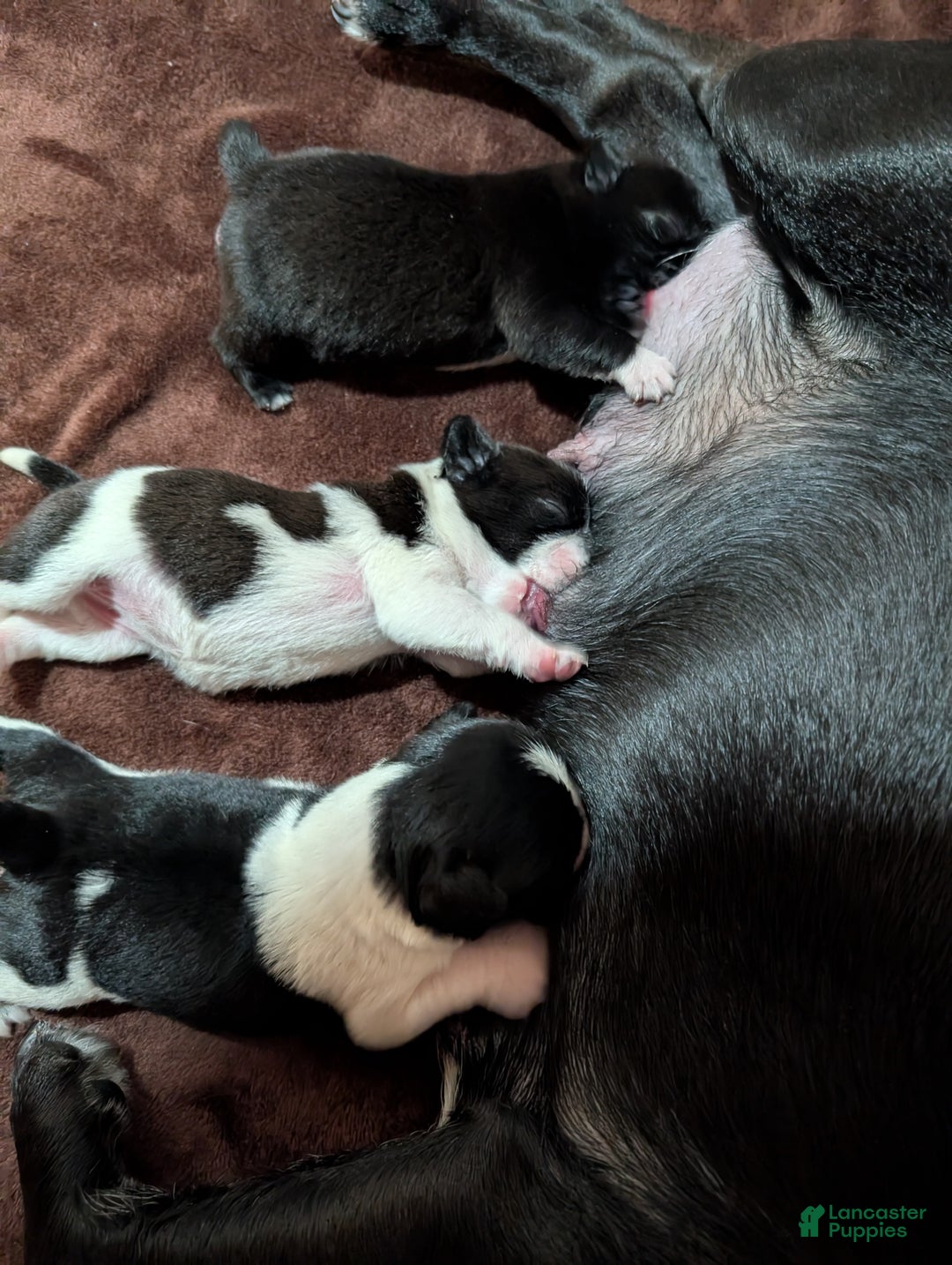 Puggle dogs for sale: Puggle Puppy 1 - Ad 6