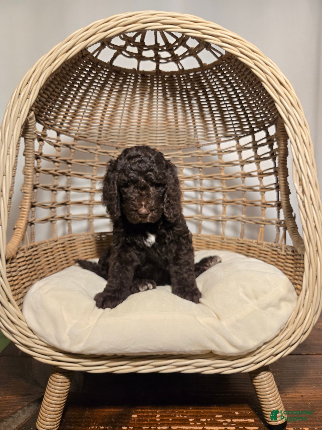 Goldendoodle dogs for sale: Blue - Ad 3