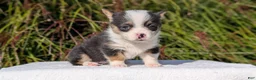 Welsh Corgi Pembroke dogs for sale: Willow - Ad 5