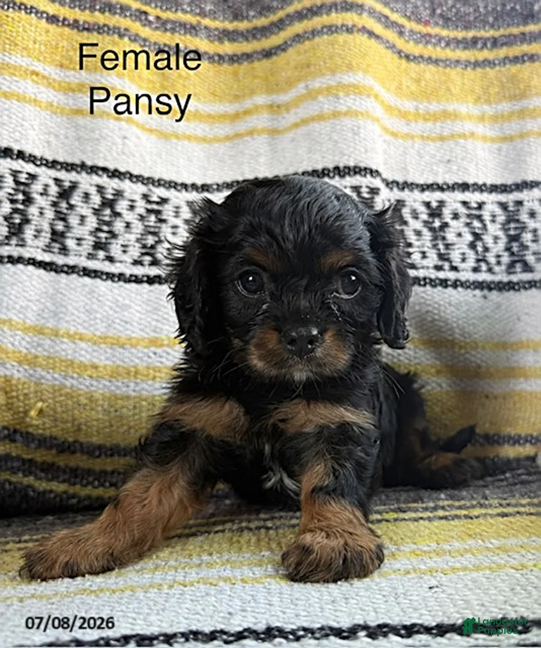 Cavalier King Charles Spaniel dogs for sale: Pansy - Ad 1