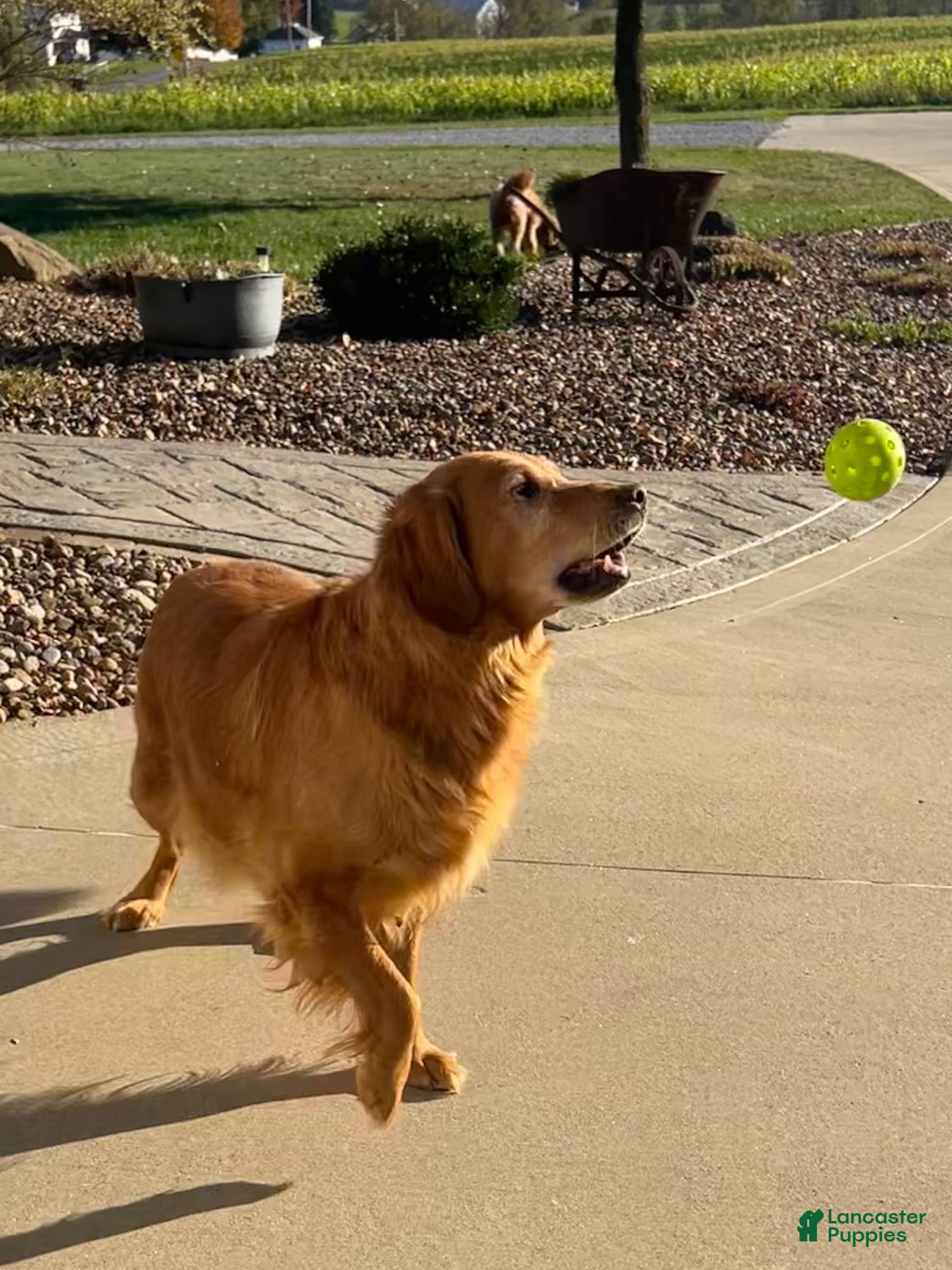 Golden Retriever dogs Lacy - Ad 2