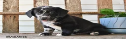 Mixed Breed dogs for sale: Stormy - Ad 3