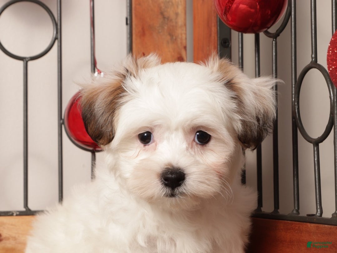 Teddy Bear dogs for sale: Juno - Ad 4