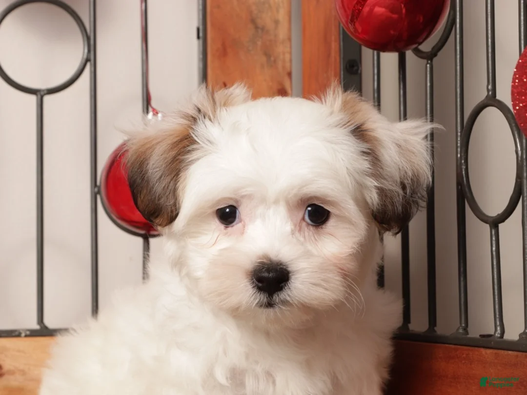 Teddy Bear dogs for sale: Juno - Ad 4