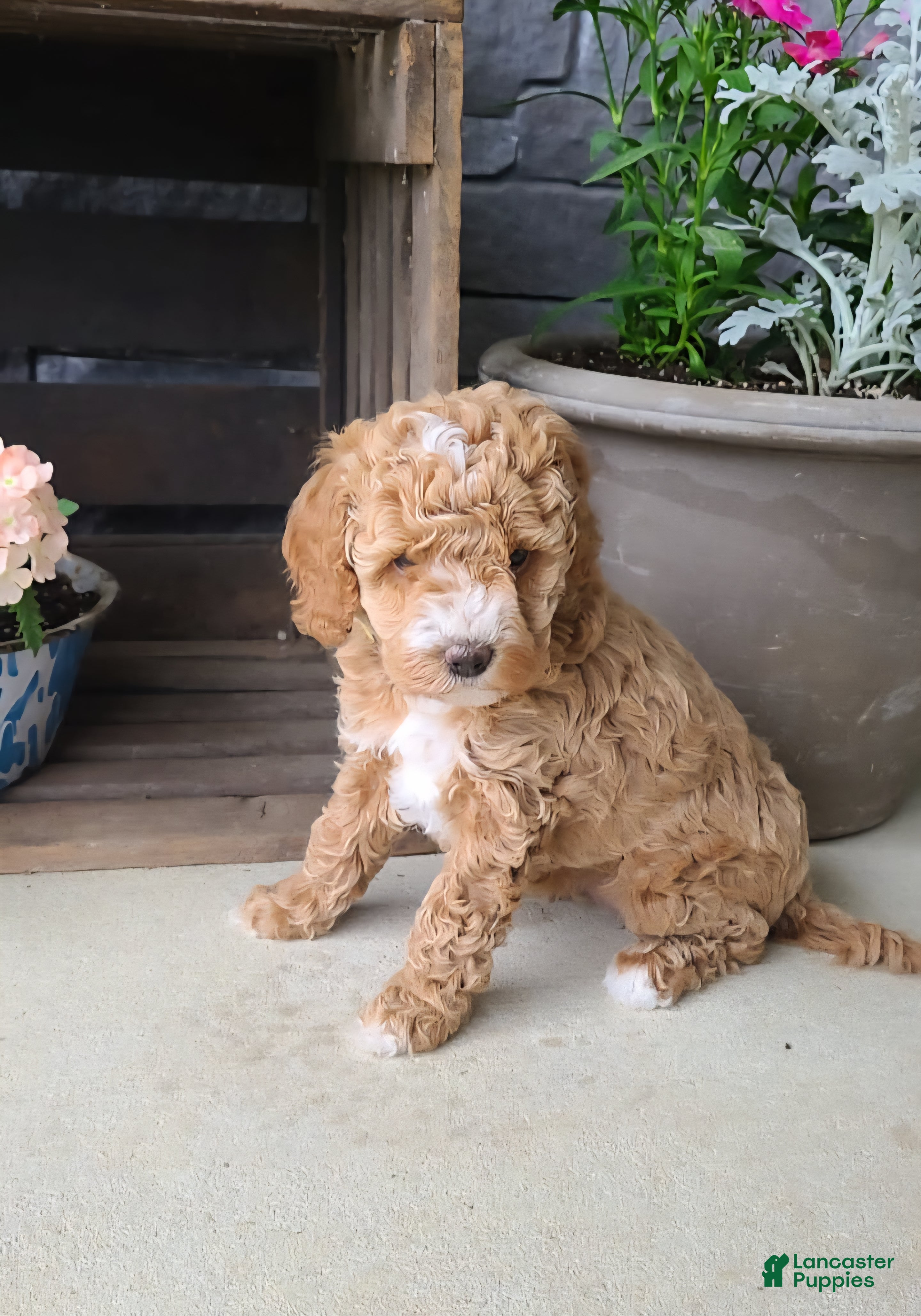 Cockapoo dogs for sale: Lexi - Ad 5