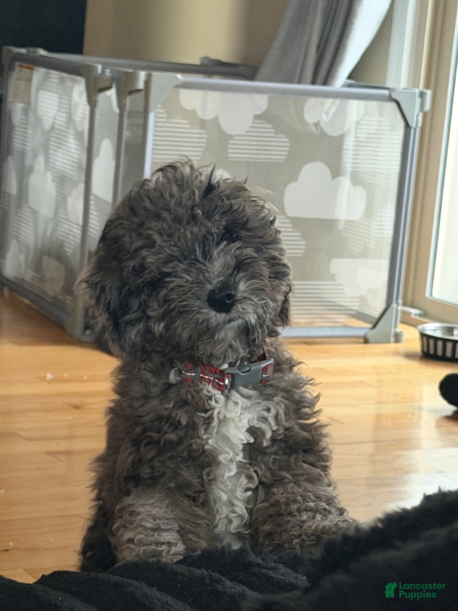 Goldendoodle dogs Goldendoodle 1 - Ad 2