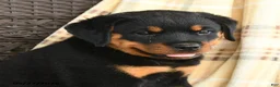 Rottweiler dogs for sale: Heidi - Ad 4
