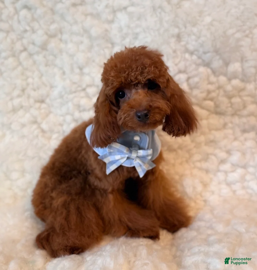 Toy Poodle dogs for sale: Missy deep red tiny toy  - Ad 5