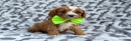 Cavapoo dogs for sale: Jeb - Ad 5