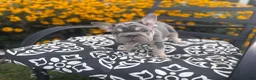 French Bulldog dogs for sale: French Bulldog 2 - Ad 10