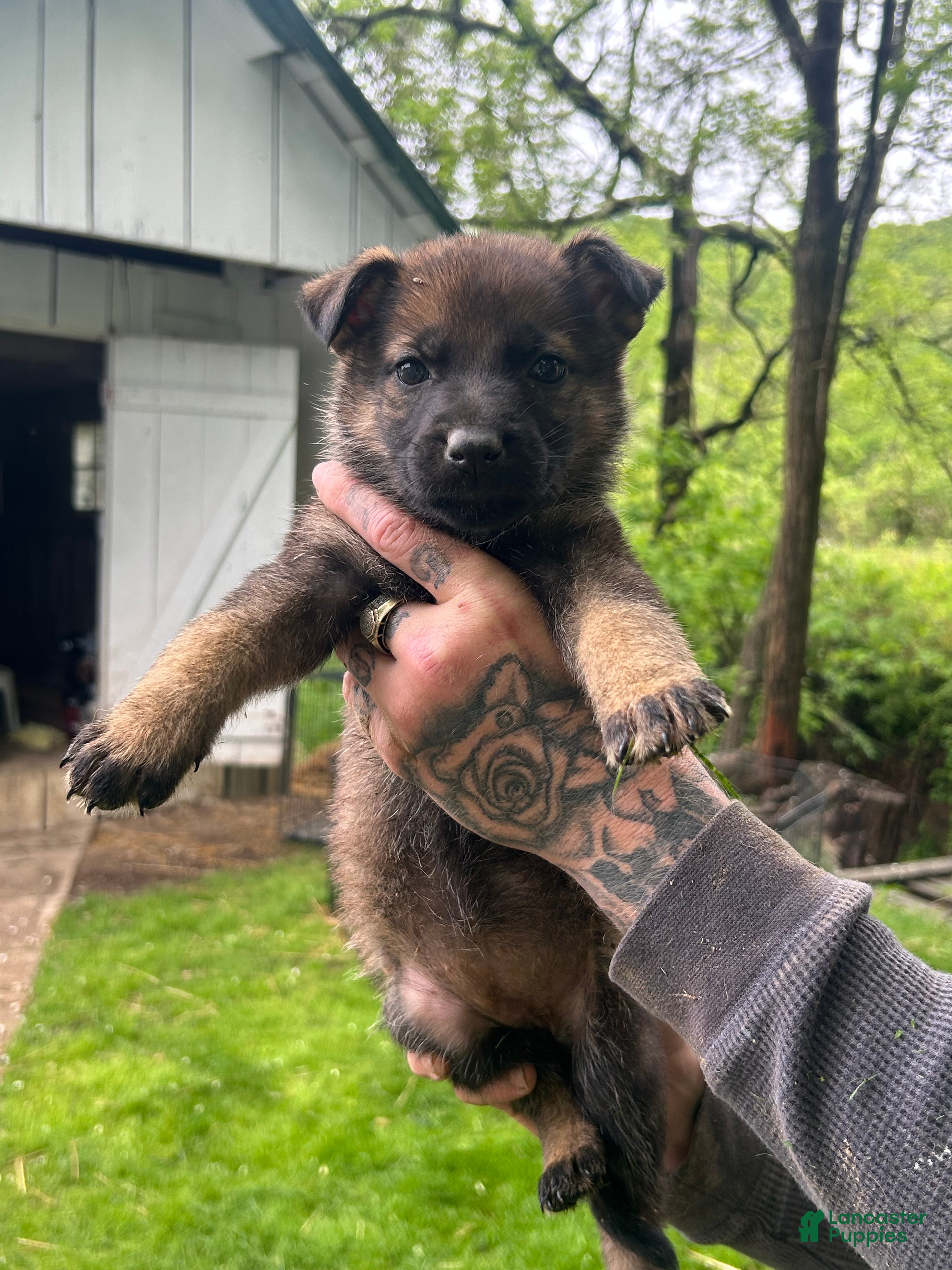 German Shepherd dogs German Shepherd blue collar  - Ad 5