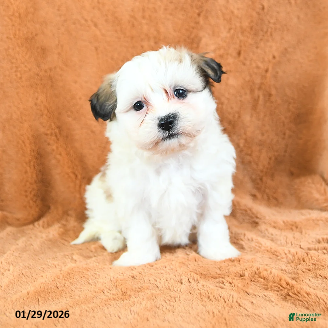 Teddy Bear dogs for sale: Nutmeg - Ad 1