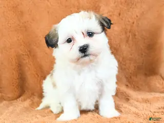 Teddy Bear dogs Nutmeg - Ad 42