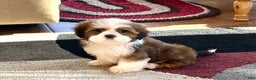 Lhasa Apso dogs for sale: Milo - Ad 3