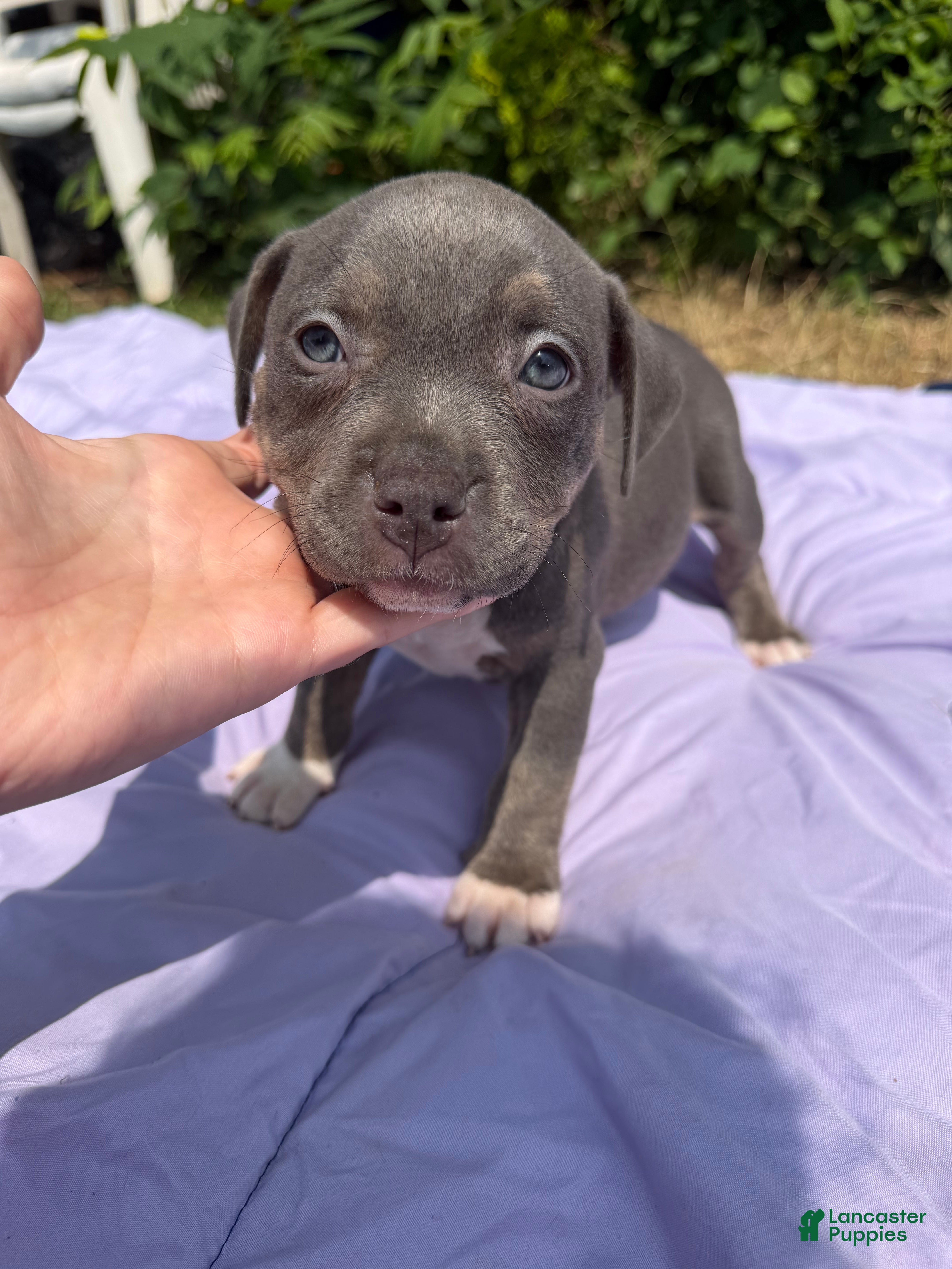 American Bully dogs Letty - Ad 1