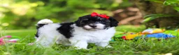 Havapoo dogs for sale: Eva - Ad 1