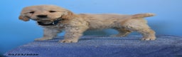 Golden Retriever dogs for sale: Orbit - Ad 1