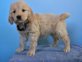 Golden Retriever dogs for sale: Orbit - Ad 3