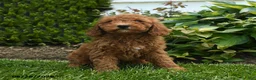 Mini Goldendoodle dogs for sale: Norman - Ad 5