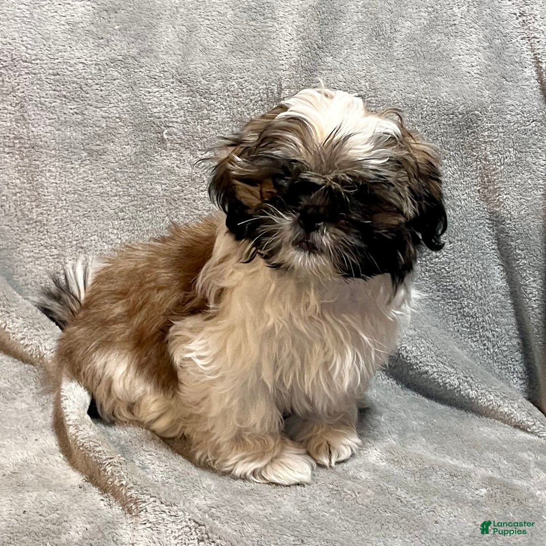 Shih Tzu dogs for sale: Markus - Ad 4