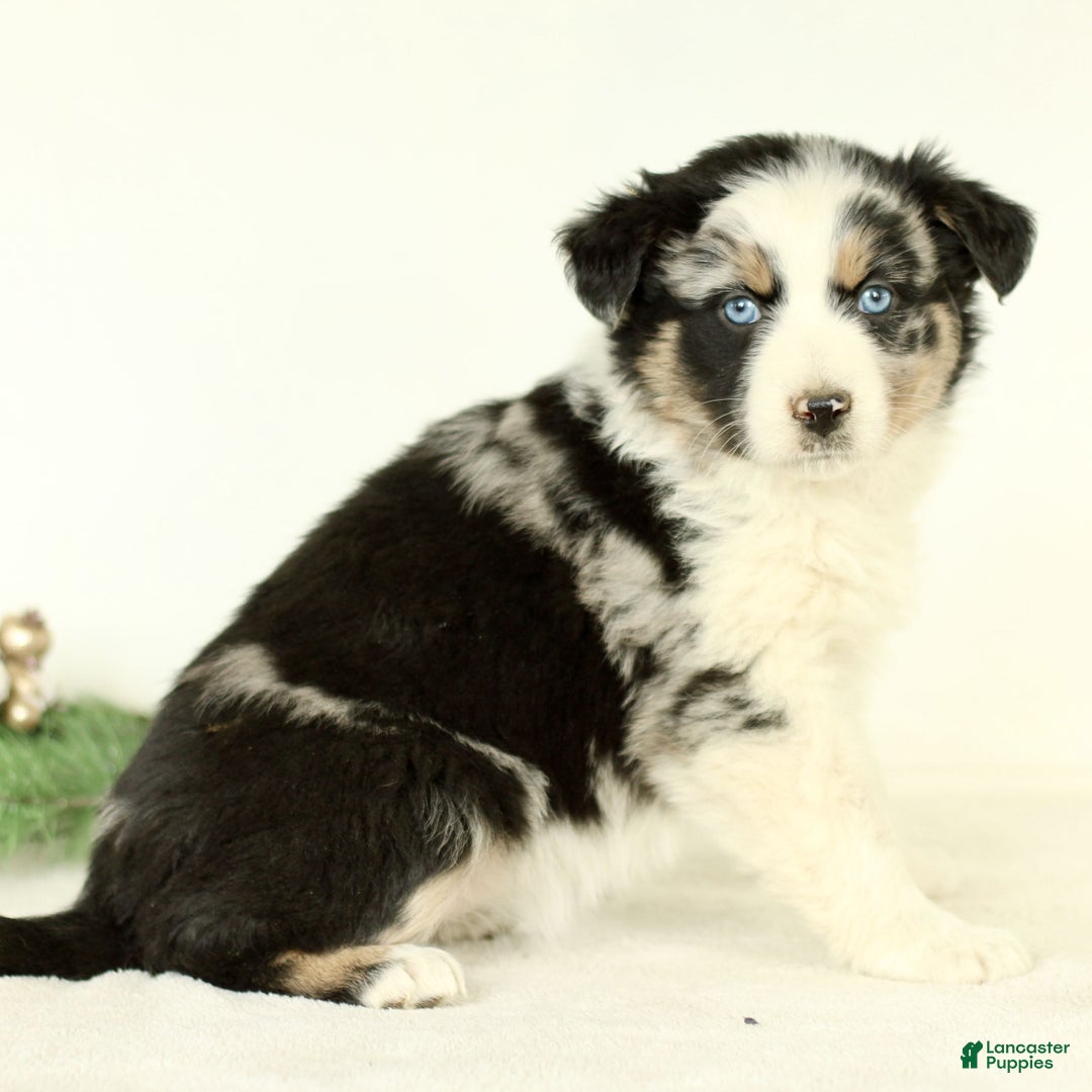 Australian Shepherd dogs for sale: Gladys  - Ad 3