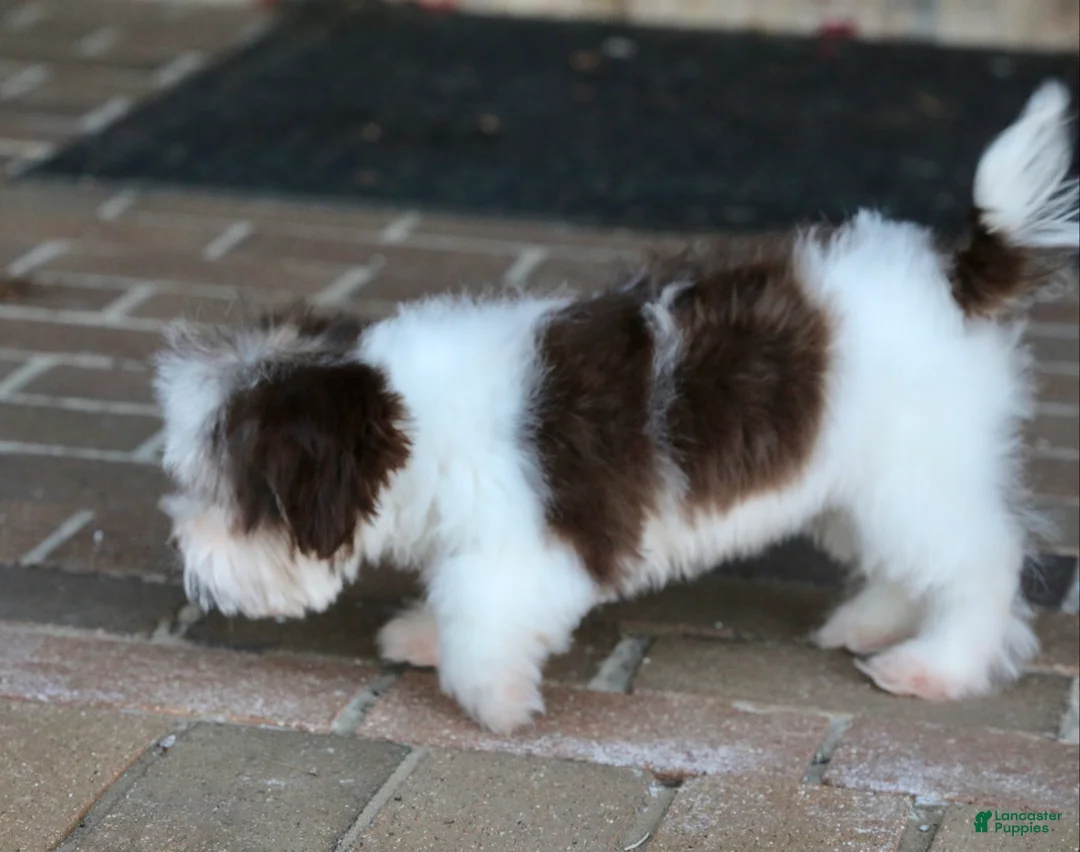 Havanese dogs for sale: Hope - Ad 19