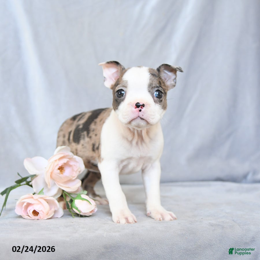 Boston Terrier dogs Fluffy - Ad 2