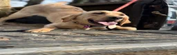 Labrador Retriever dogs for sale: Blue Collar - Ad 2