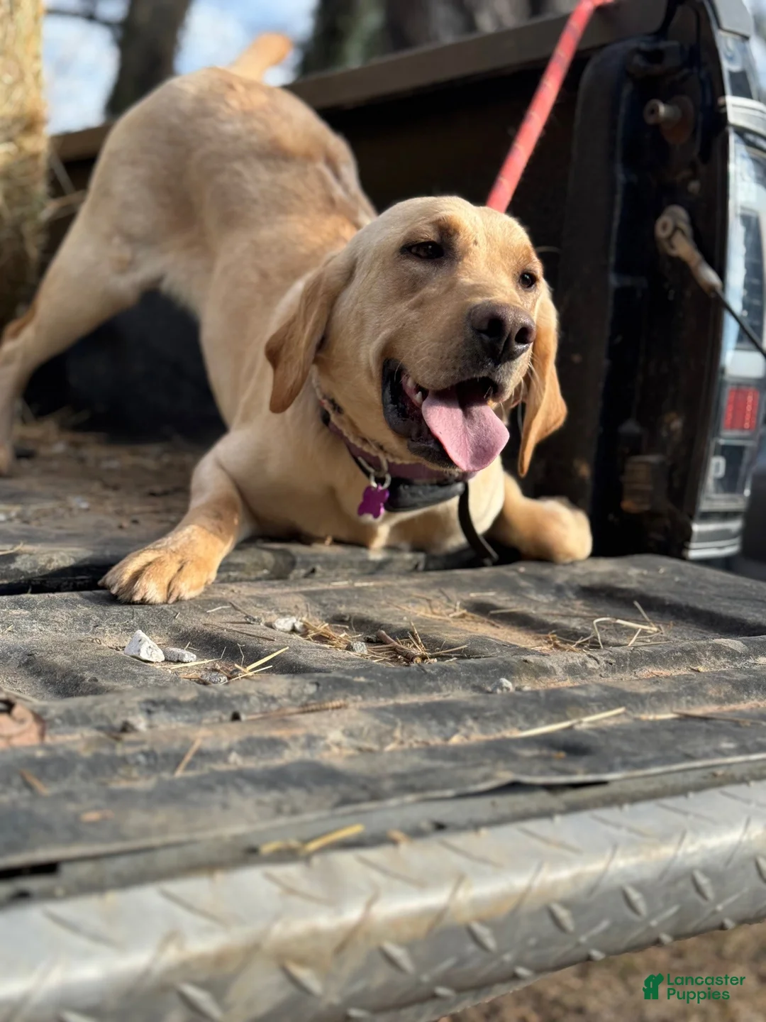 Labrador Retriever dogs for sale: Blue Collar - Ad 2