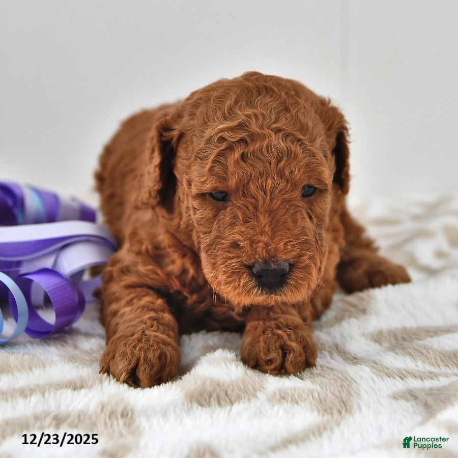 Mini Goldendoodle dogs Cinnamon - Ad 34